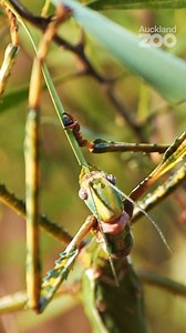 7.3K views · 94 reactions | Explore the fascinating world of these...