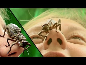 The blood and guts bug! | Armoured Bush Cricket | Bugface | The Travel Edit