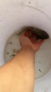 Kalau berudu besar ni,jadi katak besar2 bas ke? Video dari tik tok | Dunia Haiwan Malaysia