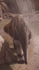 11K views | Pool time. Sprinkler baths. Frozen treats. Repeat as needed  | Houston Zoo | Facebook