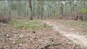 191K views · 1.3K reactions | Mikat burung kutilang liar | Ikhwan | Facebook