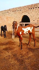 5.8K views · 397 reactions | Huzaifa goat farm Sahiwal Goats Farm03158657985 | Huzaifa goat farm | Facebook