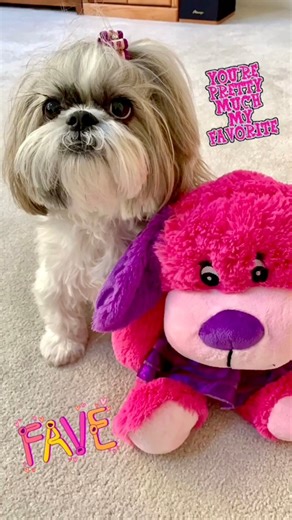 19K views · 1.1K reactions | Paws  crossed my doggy toy survives playtime! 來     #shihtzulovers #dog #doglover #dogoftheday #cutedogs #pet #doglife #cutenessoverload #shihtzulove #funnydogs #dogsoffacebook #shihtzupuppy #puppy #puppylove #puppylife #dogvideos #dogplaying #shihtzuplaying | Lacey Shih Tzu | Facebook