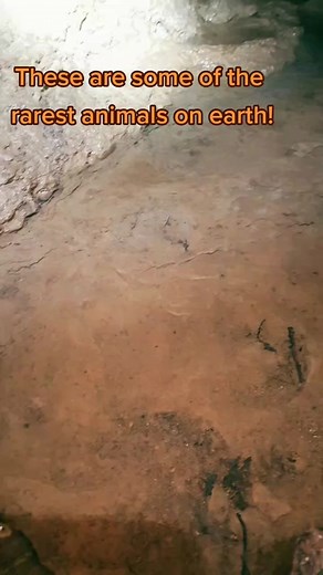 #amphipod #endangeredspecies #cave #cliffsandcaves #cavetok #caving #spelunking #explore #outdoors