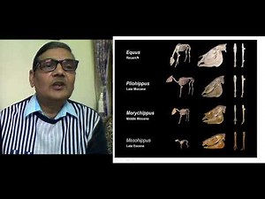 Evolution of Horse