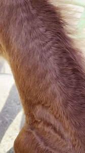 2.9K views · 252 reactions | Wild Horse Connection on Reels | Facebook