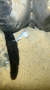 I encountered a black tiger eel while diving and it stole 2 small dried fish from me. #diving #fishermenliferealshot #seafood #catchthesea #eel | Joyful.jules