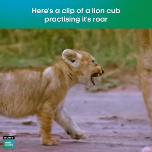 22K views · 226 reactions | Lion cubs start experimenting with vocalizations like soft growls and mews at around two to three months old, but they don't develop the full roar of adult lions until they are about one year old or older.​ #SonyBBCEarth #FeelAlive #Nature #Wildlife #Lion #LionRoar #Meme | Sony BBC Earth | Facebook