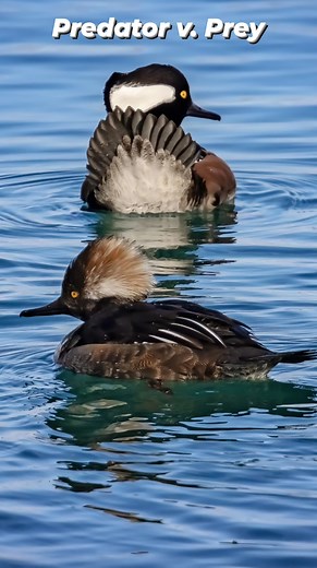 Harsens Island Photography, LLC on Reels