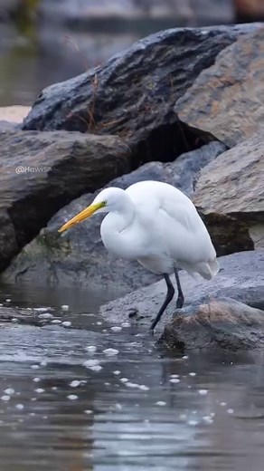 Great Egret catching a fish in Wincent RP2Da #bird #nature #wildlife | HAWI Studios