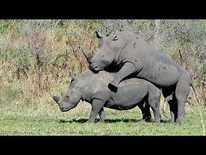 Rhino Mating & Birth | The Incredible Life Cycle of Rhinos