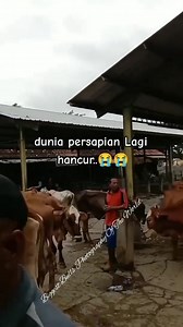 Harga sapi murah banget lur.. . . . . . . . #sapilimosin #sapilimosinsuper #sapisimental #sapibrahman #goatmilk #domba #dombaqurban #dombaaqiqah #dombagarut #dombaadu #dombakuring | Biggest Bulls Photography Of The World