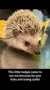 These are quill mites or Caparinia tripilis under the microscope. If your hedgie is itchy and losing quills, this could be the issue! #exoticvet #hedgehog #Mites #vetmed #microscope | Dr. Melissa Magnuson, The Conscious Vet
