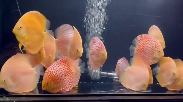 39 reactions | A tank of feisty fun Albino Leopards and Albino Pearl Diamonds 1 day after their arrival! All are 4.5-5” goldenstatediscus.com Or Call/text Lynda @ 916-257-5334 | Golden State Discus | Facebook