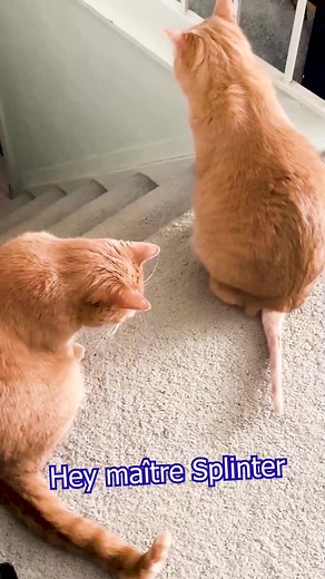 Chat moqueur (vraiment vexant) | Jeremandtheduck