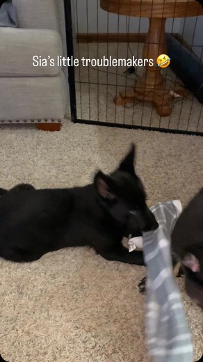 #czechgermanshepherd #workingdog #workingdog #germanshepherd #doglife | Alberdon Shepherds