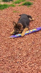 Indiana German Shepherds on Reels