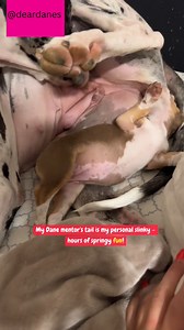 Birdie's tail becomes a new toy 😂 | Dear Danes