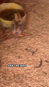 Gà khỏe đẹp lắm 😍😍 Leej twg Xav tau messser kiag rau shopp hmoob Tshuaj pub tsiaj tshu zooo mob awws | Shop Hmoob