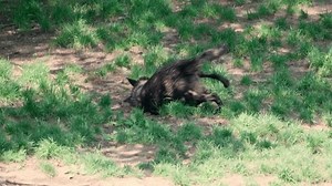 Canadian Timber Wolf Walking Adult Stock Footage Video (100% Royalty-free) 1107571199 | Shutterstock