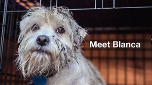 36K views · 3.9K reactions | A little makeover can make a big difference for a shelter pet. From dirty to darling, don’t miss Blanca’s incredible transformation (hint: it includes a forever home!). Watch, enjoy and SHARE this video to help promote pet adoption! -abigail | Best Friends Animal Society | Facebook