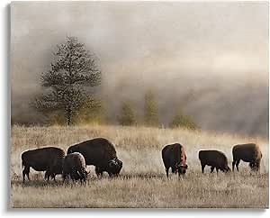 Stupell Industries Grazing Bison Rural Grassland Meadow Panoramic Scene Canvas Wall Art, Design By Danita Delimont