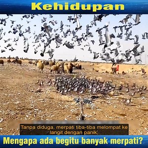 12K views · 71 reactions | Perangkap sederhana saja bisa menangkap ribuan burung | Stander | Facebook