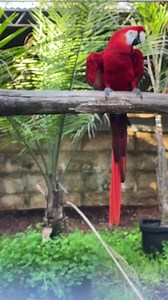 Scarlet males! 😖 …pre-breeding season hormones have arrived. Poor Biskit is not allowed to come to me for her afternoon nut treat.. Charlie sees that as his job! ( feeding her) 😖 The stressy sway upsets me..but I managed to give her the biggest cashew in my pocket before he chased her away again. It is what it is.. and I can’t interfere too much. I saw Charlie feed her not long after.. 🥰 | Macaws And More