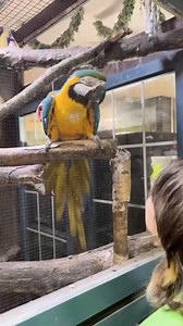 Our beautiful bird Bella sure loves a bouncy head-banging beat! 🎵 Visit us at our either our Maplewood Mall location or our new space at The Burnsville Center Check out our interactive brochure… https://bit.ly/3QFqG9L #AnimalAdventure #Wildlife #Zoo #Safari #AnimalFeeding #summervacation #PettingZoo #FamilyFun #funforallages #dayoff #AnimalLovers #Animals #thingstodo#funforallages #parrots #macaw #parrotsofinstagram #parrotsoftiktok @burnsvillecenter @maplewoodmall | Sustainable Safari
