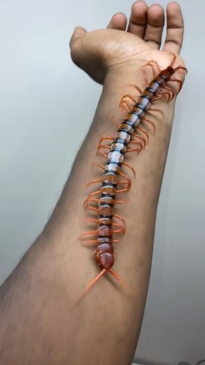 Kelvin Wiley🕷 on Instagram: "Fearsome and formidable, giant centipedes are one of nature’s most ruthless predators! This is my very large Malaysian Cherry Red Centipede 🍒 (Scolopendra dehaani). Containing a total of 42 legs, these many-legged dragons scurry the ground in search for food. Centipedes are carnivorous arthropods that feed on a wide range of different prey items. Many of the smaller species of centipedes feed mostly on tiny insects and other small-bodied arthropods. However, giant