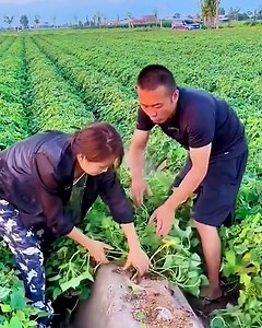 2.9K views · 27 reactions | It’s harvesting time! | Flowers and Gifs | Facebook