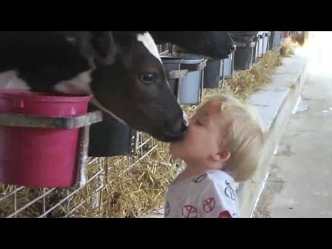 Cows Are Awesome: Compilation