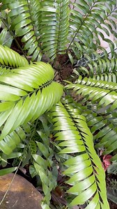 Somos paisajistas 💚 | Tropical Gardens Panama