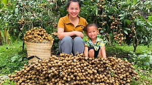 Harvest Dimocarpus Longan Goes to the market sell | Take care ginger garden | DG Wild Beauty | Mother Life