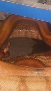 Adult Fire T Positive Version 5🔥🐍😃 #ballpython #boaconstrictor #boas #boaconstrictorsofinstagram #boaconstrictors #boa #snake #snakes #snakesofinstagra #reptile #reptiles #reptilesofinstagram #reptilesofinsta #snakeforsale #reptilephotography #wildlife #picoftheday #petstagram #reptilekeepers #snakesofinstagram #constrictors #picoftheday #reptilesofinsta | Boaconstrictor.com