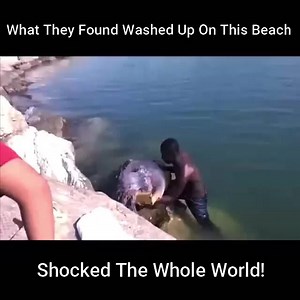 1.8K views | What They Found Washed Up On This Beach Shocked The Whole World | Extra Alien | Facebook