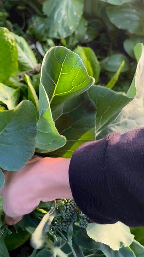 Evening Harvest broccoli ✅ Growing Your Own Food 🌱 Organic Vegetable Garden #vegetablegarden #gardening #growyourownfood #firsttimegardener #gardenlife #ediblegarden #veggiegarden #urbangarden #backyardgarden #gardenproject #mygarden #eatwhatyougrow #flowers #kitchengarden #lovegardening #pottedgarden #growsomethinggreen #urbangarden | GrowwithChea