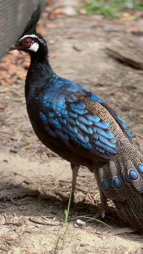 Palawan Peacock-Pheasants 💙💜🖤 #Polyplectronnapoleonis #PalawanPeacockPheasant #PheasantsOfInstagram #hotoffthenest | Hot Off The Nest