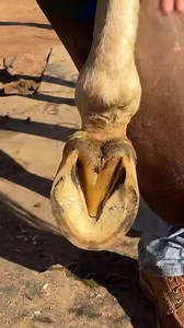 Trimming a hoof is a whole process (Part 3) | MaupinfarrierCo