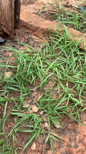 Victor.do.cg on TikTok