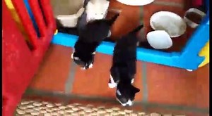 These kittens came to APA! sick and seemingly feral. With a loving, patient foster home and about a week's time, these cuties were easily socialized and are now happy and healthy social felines. #HomeIsWhereTheCatLives #FosterFriday | Austin Pets Alive!