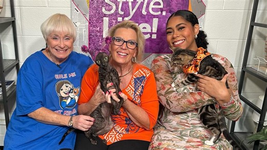 Cat Fanciers' Association to host cat adoption event