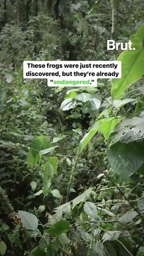 These newly discovered frogs are see-through 👀