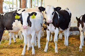 2.8K views · 141 reactions | Indian Jersey Heifers | Pk Janwar | Facebook