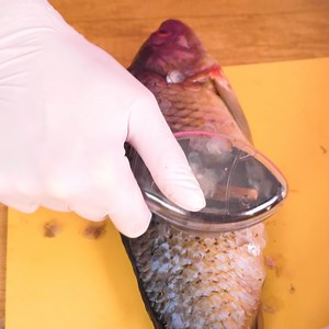 56K views · 57 reactions | Clean fish effortlessly with this cool gadget | 5-Minute Crafts Teens | Facebook