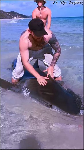 77-Huge Tiger Shark Caught off Australian Beach #flyfishing #carp #outdoors #fish #nature #fishingtrip #bassfishing #fisherman #fishinglife #catchandrelease #fishingislife #bass #fishing #largemouthbass #angler | Lover Fox