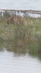 Mummy bear fancied giving her cubs a lift! via ViralHog | Metro