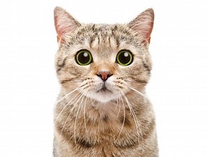 Adopt A Cat This Weekend At Philadelphia Brewing Company