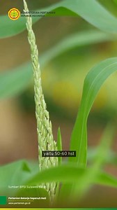 SobaTani, kenalan sama roguing yuukk! Supaya tanaman padimu tidak terkontaminasi oleh varietas lain dan tanaman yang menyimpang lainnya, atau dikenal sebagai tanaman rogues. Simak informasi selengkapnya lewat video ini ya! #Roguing #TanamanPadi #Rogues #KementerianPertanian | Kementerian Pertanian Republik Indonesia