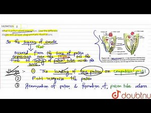 What is pollen-pistill interaction. Give the different stages with proper diagrammatic illustrat...